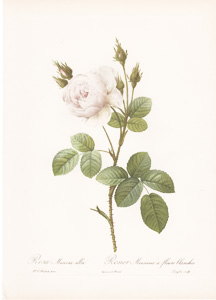 Vintage Pierre-Joseph Redoute roses and flowers